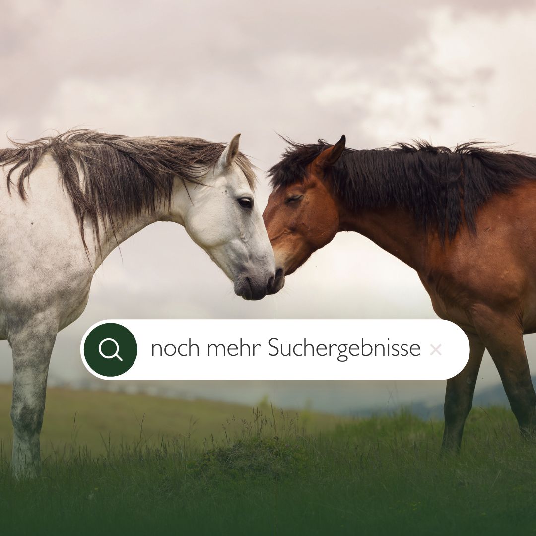 Noch mehr Suchergebnisse